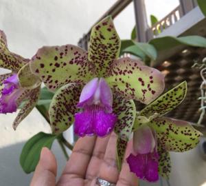 Cattleya Day Tripper