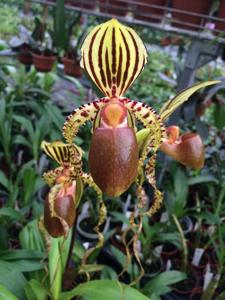 Paphiopedilum Prince Edward of York