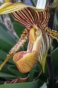 Paphiopedilum Prince Edward of York