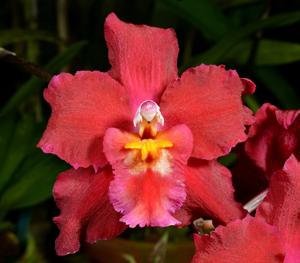 Oncidium Feuerschein