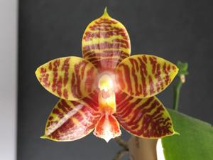 Phalaenopsis Yaphon Twisted Roll