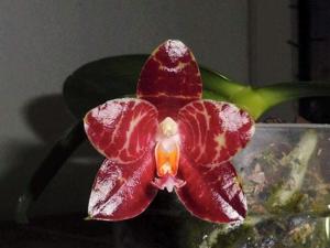 Phalaenopsis Yaphon Giganboy