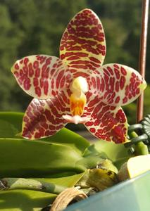 Phalaenopsis LD Gigan Green Giant