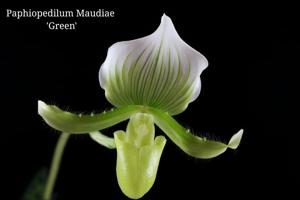 Paphiopedilum Maudiae