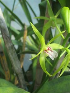 Dendrobium Wasyl