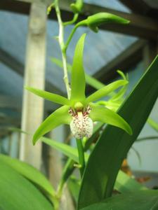 Dendrobium Wasyl