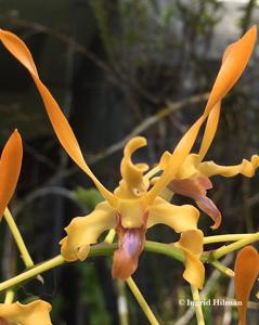 Dendrobium Malayan Orange