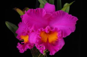 Rhyncholaeliocattleya Pink Empress