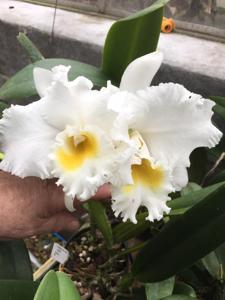 Cattleya Sierra Blanca