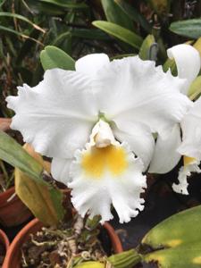 Cattleya Sierra Blanca