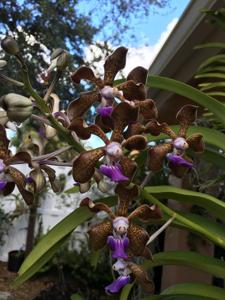 Papilionanda Motes Toledo Blue