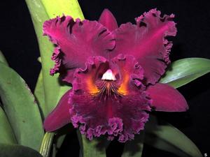 Rhyncholaeliocattleya Chia Lin