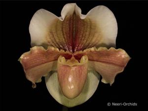 Paphiopedilum Hellas