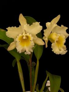 Rhyncholaeliocattleya Campobello