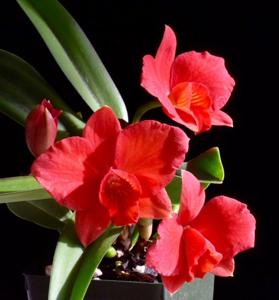 Cattleya Minipet