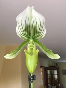 Paphiopedilum Maudiae