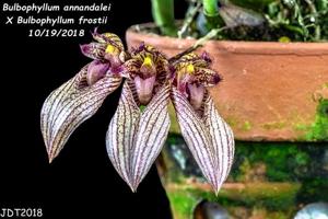 Bulbophyllum JM Guilloty