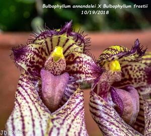 Bulbophyllum JM Guilloty