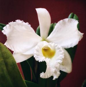 Rhyncholaeliocattleya Déesse