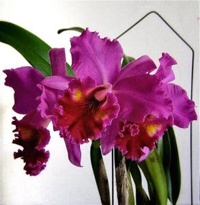 Rhyncholaeliocattleya Memoria Crispin Rosales