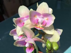 Phalaenopsis Gold Tris