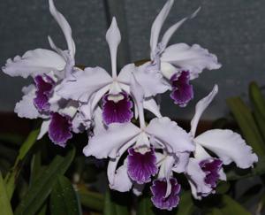 Cattleya Pulcherrima