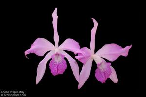 Laeliocattleya Purple May