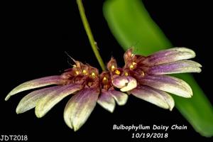 Bulbophyllum Daisy Chain