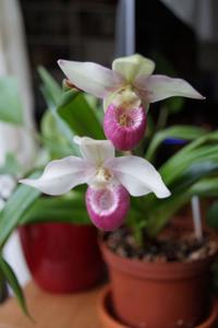 Phragmipedium Cardinale