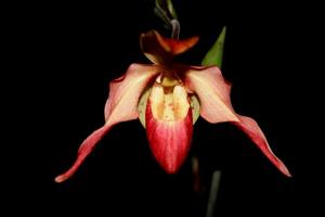 Phragmipedium Eric Young