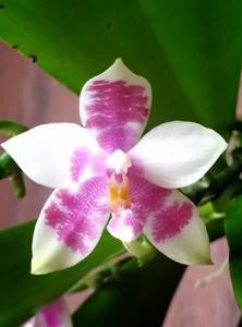 Phalaenopsis Germaine Vincent