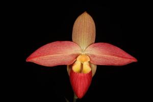 Phragmipedium Don Wimber