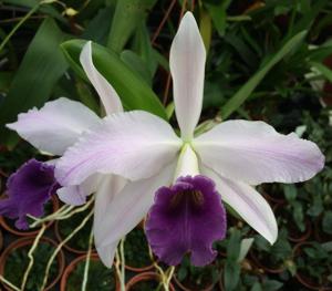 Cattleya Wolterii