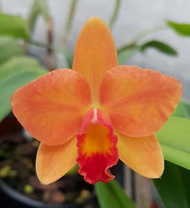 Cattleya Mango Spice