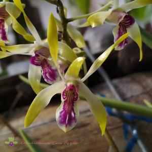 Dendrobium Bali Apple