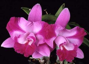 Cattleya Janet