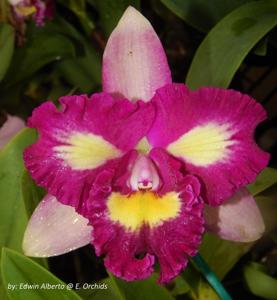 Rhyncholaeliocattleya Hsinying Mini Beauty