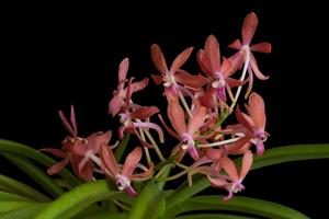 Vanda Peaches