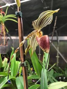 Paphiopedilum Susan Booth