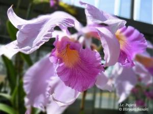 Laeliocattleya Pujetii