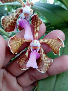 Vanda Small Boy Leong