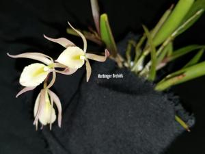 Brassoepidendrum Green Dragon