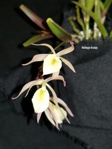 Brassoepidendrum Green Dragon