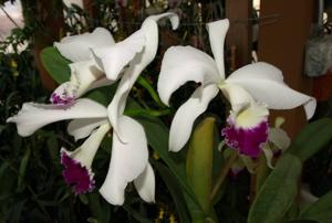 Cattleya Statteriana