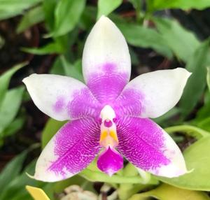 Phalaenopsis George Vasquez