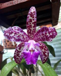 Cattleya Stono River