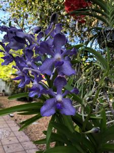 Vanda Violeta