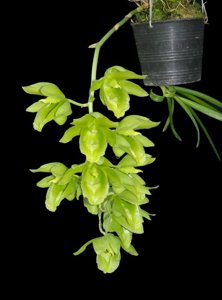 Clowesetum Black Jade