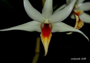 Dendrobium Tesseract