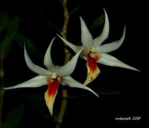 Dendrobium Tesseract